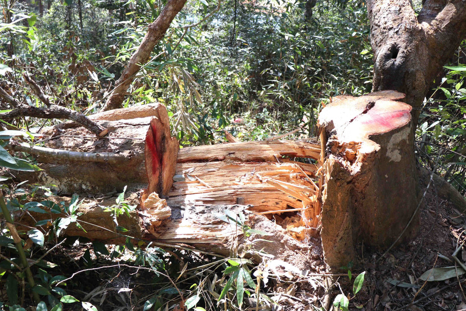 Gốc cây cổ thụ bị cưa hạ trong rừng đặc rụng Mường Phăng, dấu vết cưa hạ còn rất mới. (Ảnh: Hải An-Xuân Tiến/TTXVN)