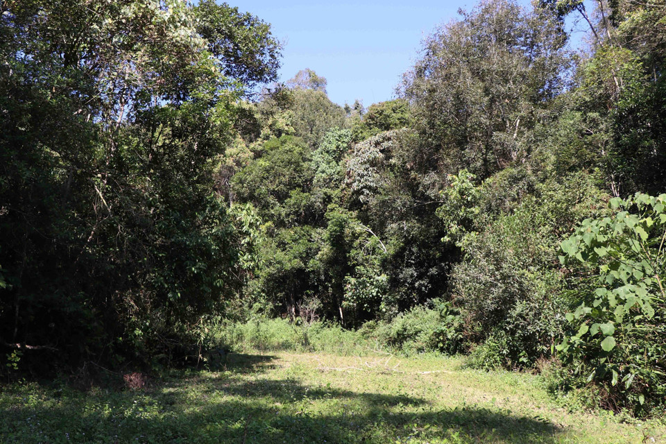 Rừng đặc dụng Mường Phăng có diện tích hơn 4.436 ha, vùng lõi rừng được đánh giá là có trữ lượng lớn, có nhiều cây gỗ thuộc loài quý, hiếm. (Ảnh: Hải An-Xuân Tiến/TTXVN)