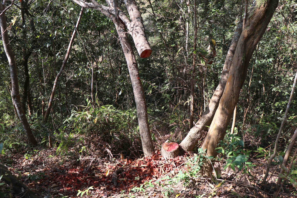 Những cây bị cưa hạ trong rừng đặc dụng có chu vi vành thân và độ tuổi khác nhau. (Ảnh: Hải An-Xuân Tiến/TTXVN)