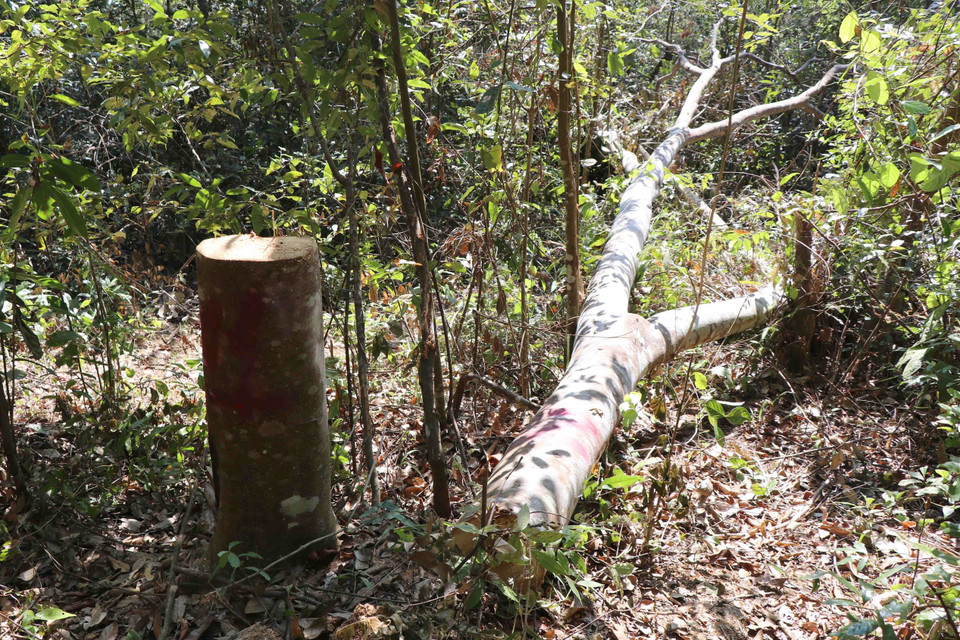 Gốc và thân cây bị “lâm tặc” cưa đổ chưa kịp sơ chế, vận chuyển khỏi hiện trường. Vị trí gốc, thân cây này nằm cách tỉnh lộ 3 nối xã Nà Nhạn với xã Mường Phăng khoảng hơn 200m. (Ảnh: Hải An-Xuân Tiến/TTXVN)
