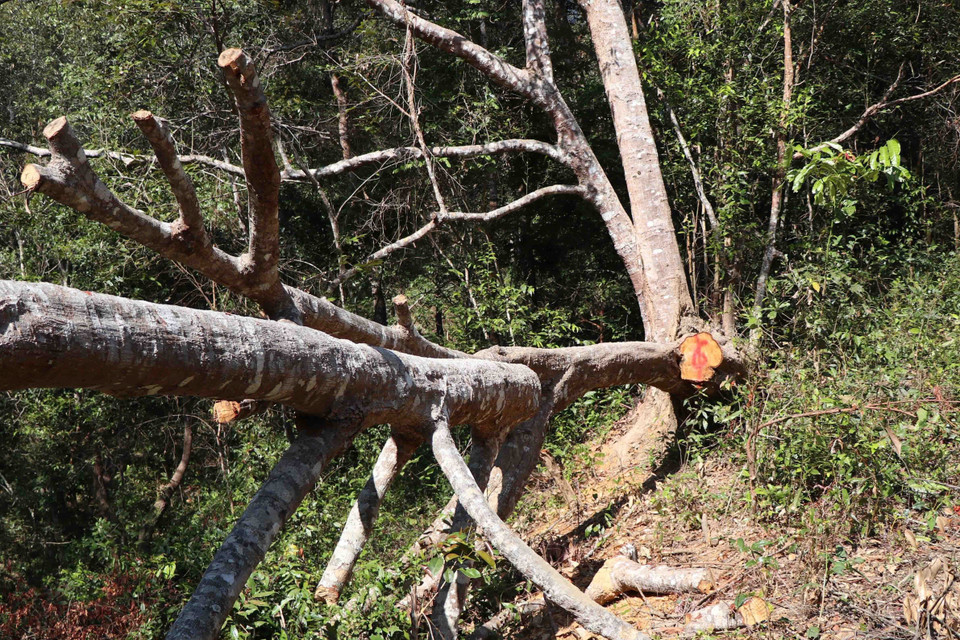 Thân cây, cành cây bị cắt lìa khỏi gốc cây to. (Ảnh: Hải An-Xuân Tiến/TTXVN)