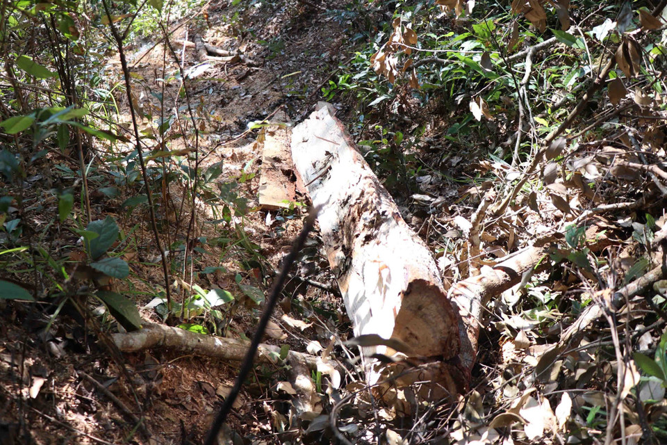 Một nửa khúc thân cây bị sơ chế ngay trong rừng đặc dụng, còn nằm lại tại hiện trường. (Ảnh: Hải An-Xuân Tiến/TTXVN)