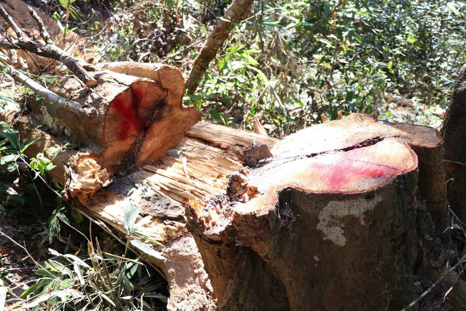 Vết cưa hạ thân cây tại gốc cây cổ thụ còn khá mới. (Ảnh: Hải An-Xuân Tiến/TTXVN)
