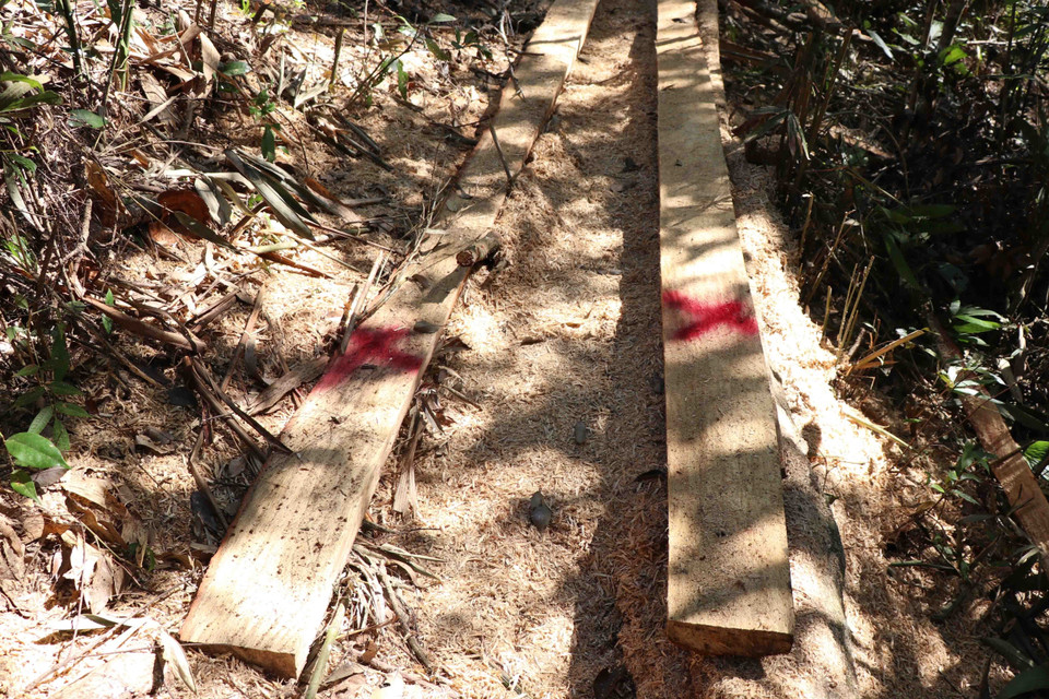 Trong rừng đặc dụng xuất hiện nhiều điểm có những tấm ván vỏ và một lớp mùn cưa dày. (Ảnh: Hải An-Xuân Tiến/TTXVN)