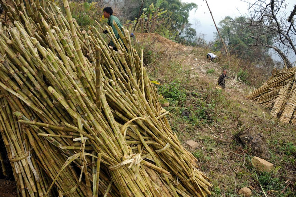 Cây mía sau khi ép hết nước vẫn còn nguyên hình dáng. (Ảnh: Nguyễn Công Hải/Vietnam+)