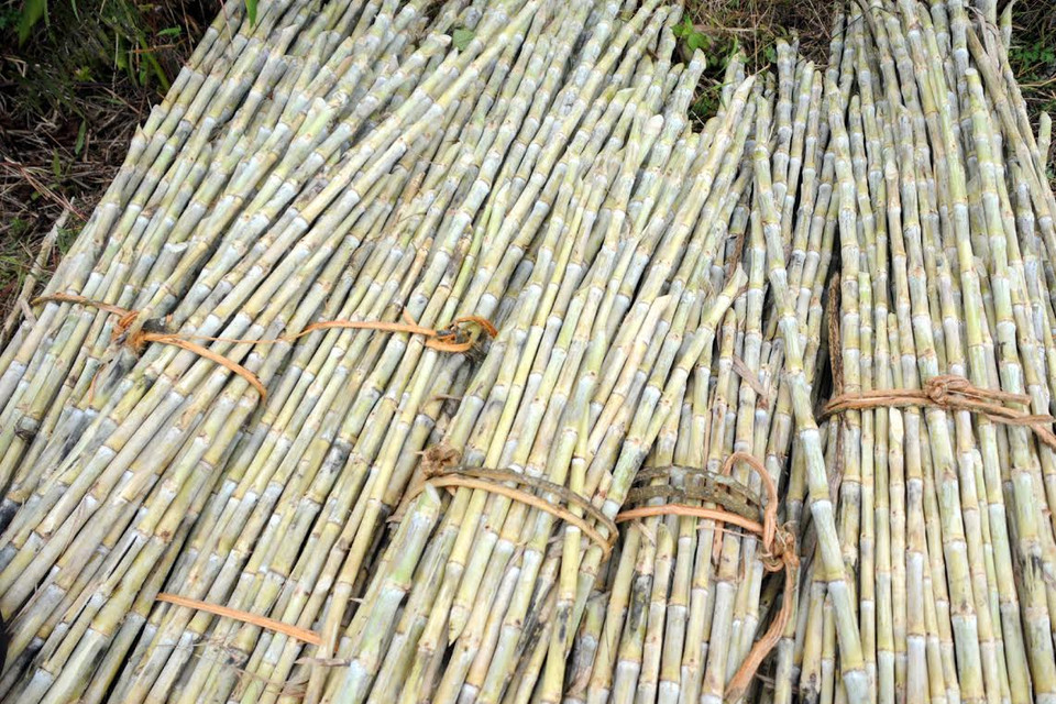 Mía lau ít nước nhưng có tỷ lệ đường cao, dai, cứng nên dễ ép hơn các loại mía khác. (Ảnh: Nguyễn Công Hải/Vietnam+)