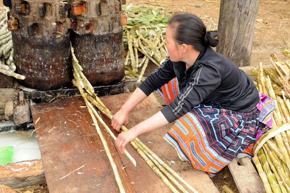 Đón lõng xác mía để gọn gàng còn ép lại lần hai, lần ba. (Ảnh: Nguyễn Công Hải/Vietnam+)