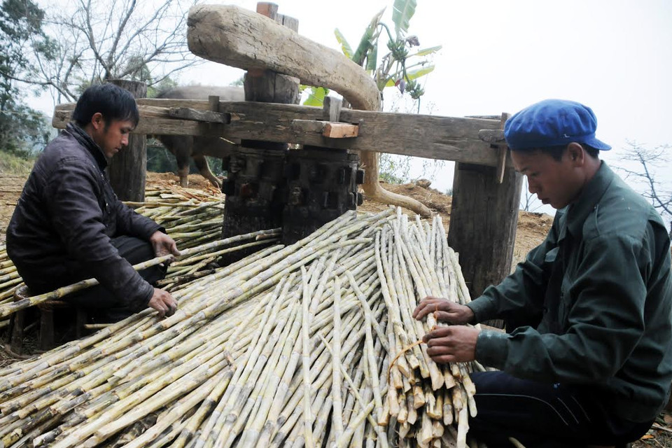 Khâu ép mía quan trọng nhất là “đầu vào.” (Ảnh: Nguyễn Công Hải/Vietnam+)
