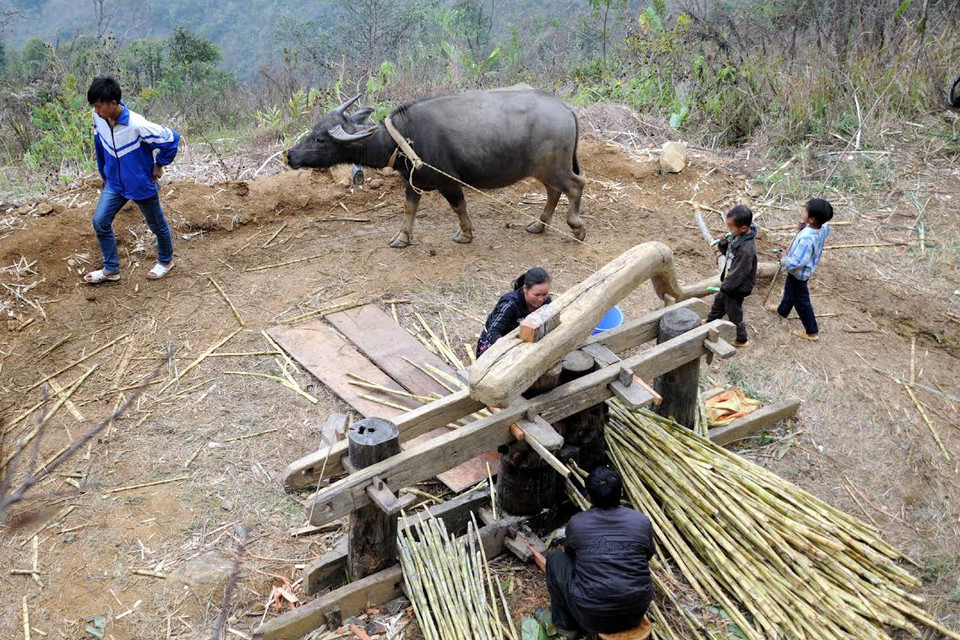 Cả gia đình cùng trâu phối hợp nhịp nhàng ép mía. (Ảnh: Nguyễn Công Hải/Vietnam+)