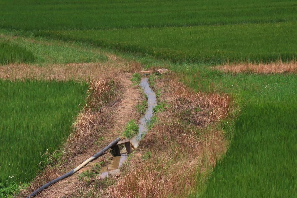 Cánh đồng lúa huyện M’Đrắk đang trong giai đoạn làm đòng có nguy cơ bị chết do thiếu nước. (Ảnh: Tuấn Anh/TTXVN)