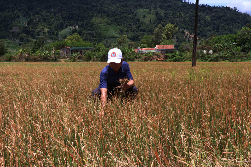 Nhiều diện tích lúa tại xã Cư M’ta, huyện M’Đrắk bị chết khô do hạn hán kéo dài. (Ảnh: Tuấn Anh/TTXVN)