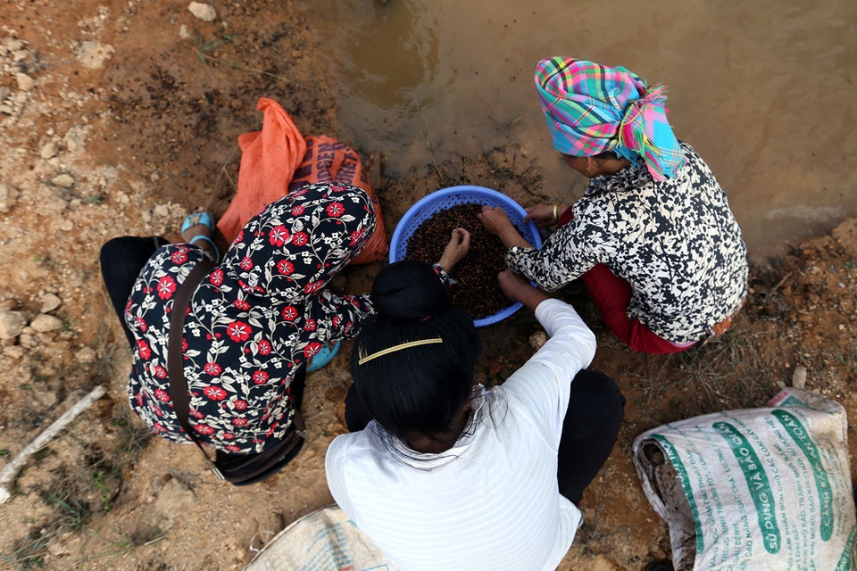 Người dân nhặt hạt dẻ đem bán để tăng thêm thu nhập trong thời gian nông nhàn. (Ảnh: Phan Tuấn Anh/TTXVN)