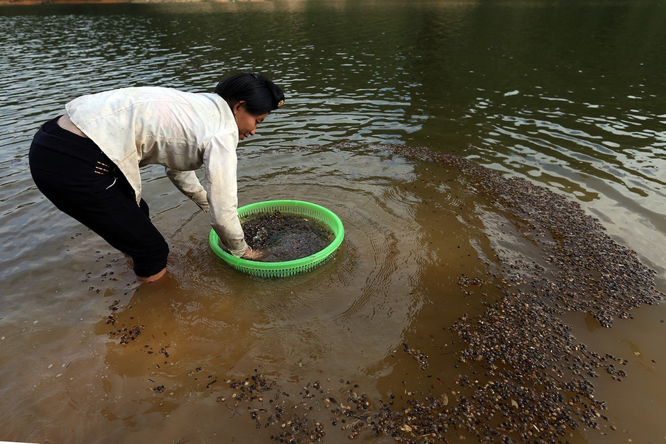 Sau khi nhặt trên rừng về, người dân đem hạt dẻ ra rửa và sàng lọc những hạt lép, bụi bẩn. (Ảnh: Phan Tuấn Anh/TTXVN)