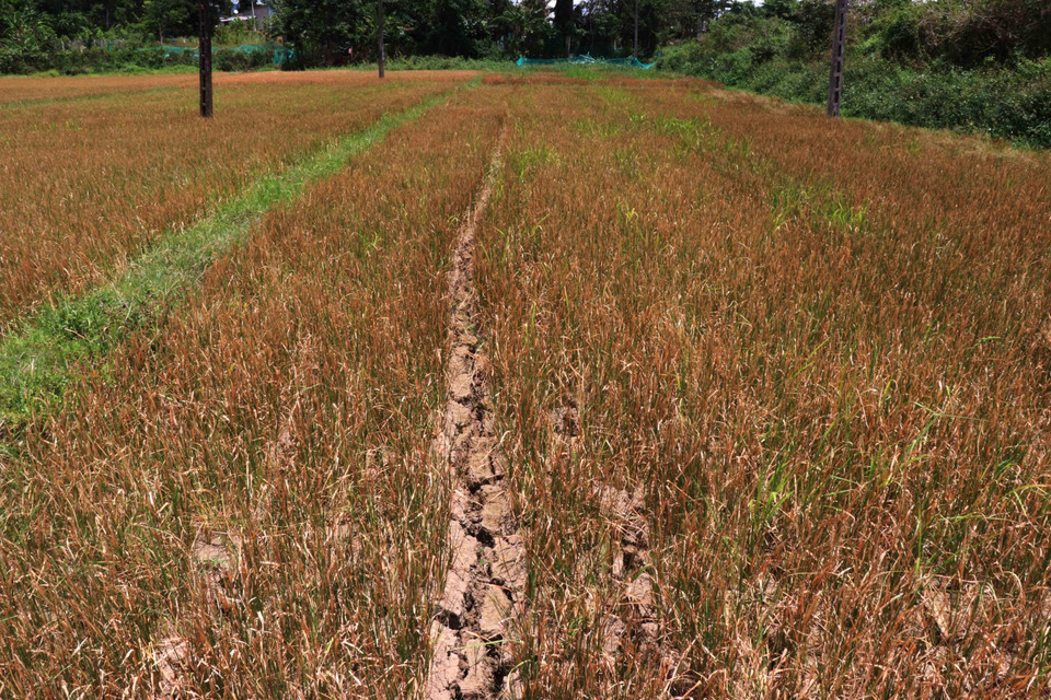 Nhiều diện tích lúa tại xã Cư M’ta, huyện M’Đrắk bị chết khô do hạn hán kéo dài. (Ảnh: Tuấn Anh/TTXVN)