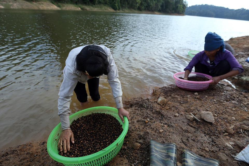 Sau khi thu hoạch xong vụ lúa mùa, người dân tại các bản trong xã lại vào rừng nhặt hạt dẻ. (Ảnh: Phan Tuấn Anh/TTXVN)
