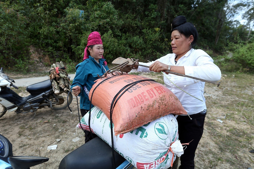 Thu mua hạt dẻ rừng. (Ảnh: Phan Tuấn Anh/TTXVN)