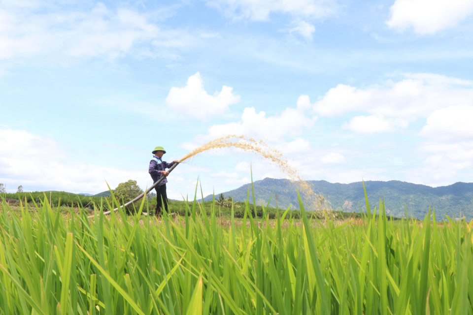 Người dân thị trấn M’Đrắk, huyện M’Đrắk phải dùng máy bơm hút những vũng nước còn lại tại hồ Ea Kpal để chống hạn cứu lúa. (Ảnh: Tuấn Anh/TTXVN)