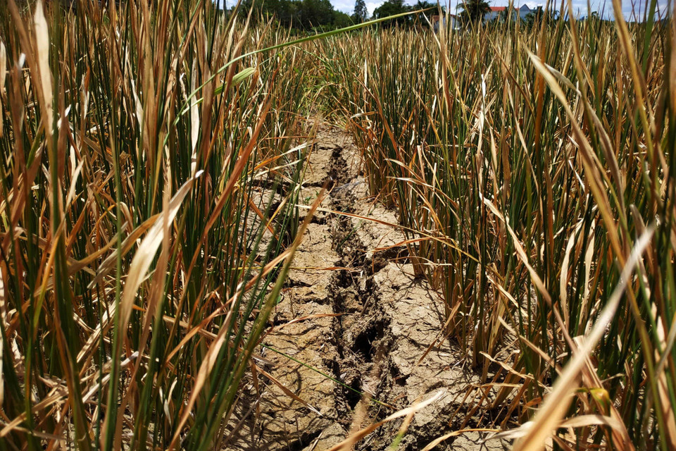 Nhiều diện tích lúa tại xã Cư M’ta, huyện M’Đrắk bị chết khô do hạn hán kéo dài. (Ảnh: Tuấn Anh/TTXVN)