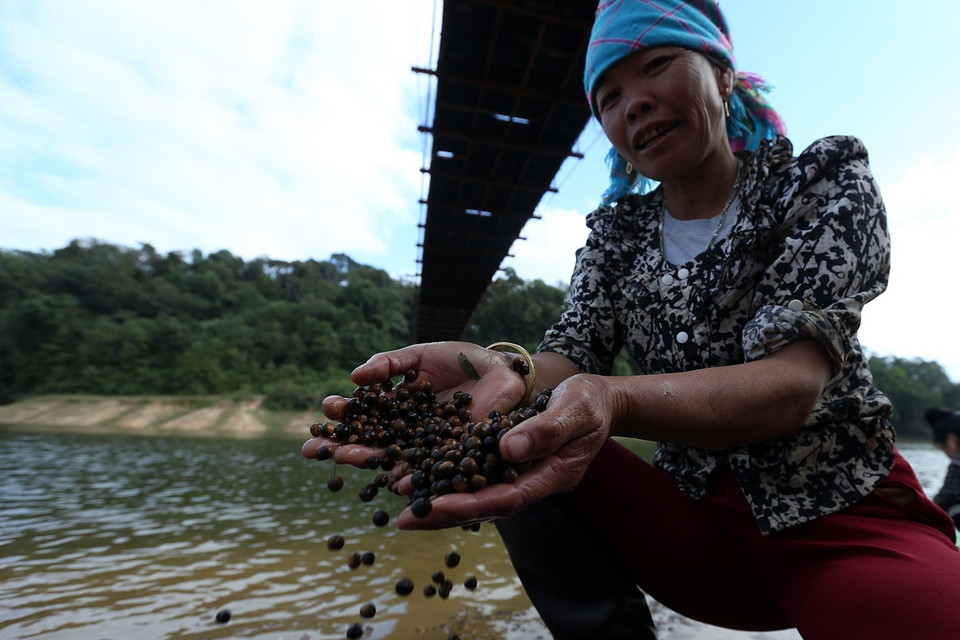 Hạt dẻ vùng cao chỉ to hơn đầu đũa một chút, nhân hạt chắc, trắng tinh, khi rang chín có mùi rất thơm. (Ảnh: Phan Tuấn Anh/TTXVN)