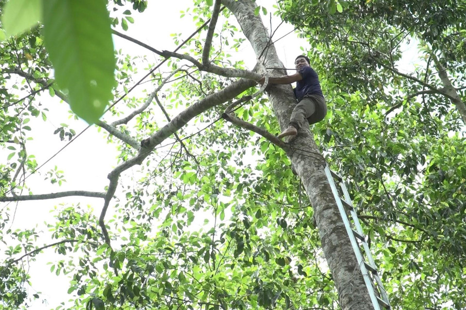 Thu hoạch quả dổi. (Ảnh: Thanh Hải/TTXVN)