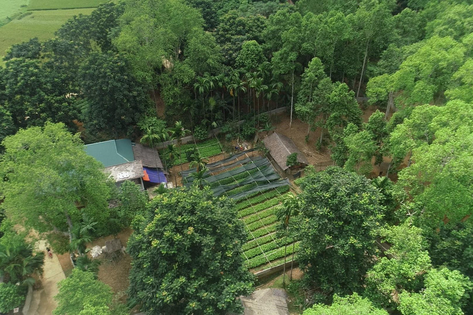 Diện tích trồng dổi tại xã Chí Đạo (Lạc Sơn, Hòa Bình). (Ảnh: Thanh Hải/TTXVN)