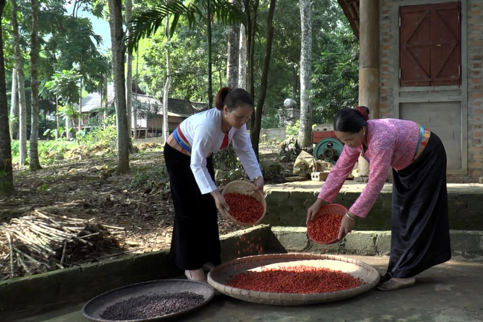 Với giá bán 500.000 đồng/kg hạt dổi, các hộ gia đình có thu nhập trên 300 triệu đồng/năm. (Ảnh: Thanh Hải/TTXVN)