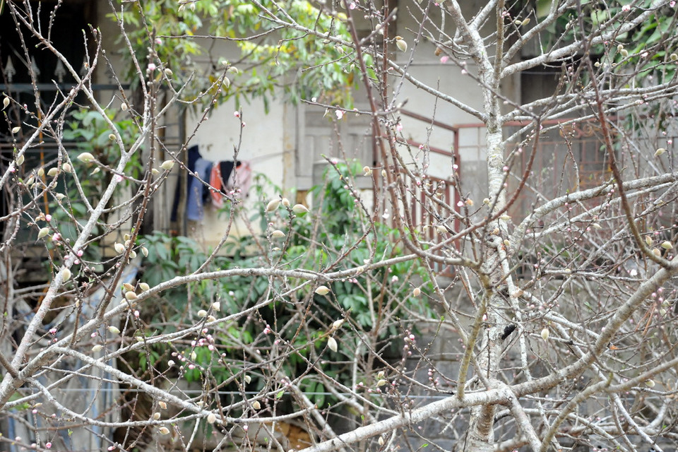 Cành đào này đã có người mua với giá hai triệu đồng. (Ảnh: Nguyễn Công Hải)