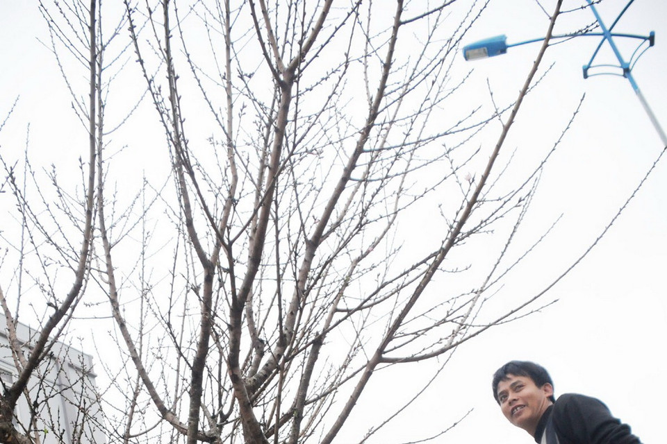 Cành đào này đã có người mua với giá hai triệu đồng. (Ảnh: Nguyễn Công Hải)