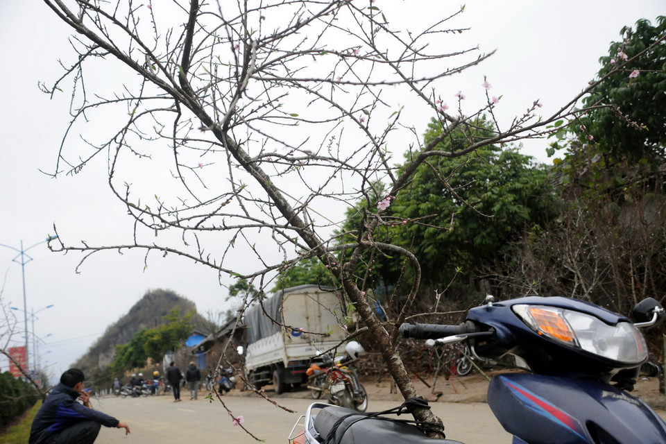 Những cành này có giá 500.000 đồng. (Ảnh: Nguyễn Công Hải)