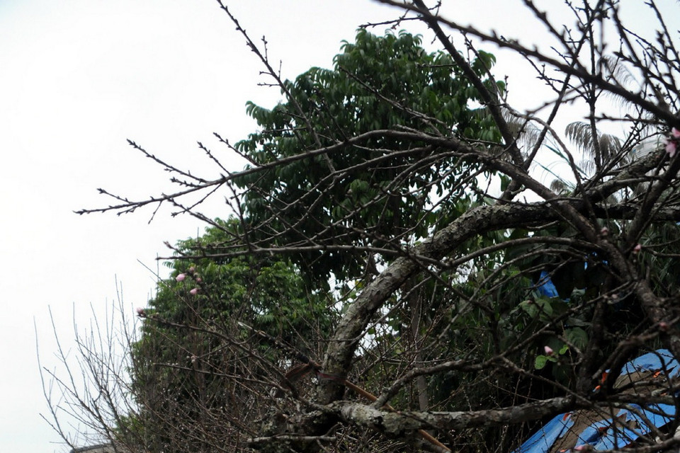 Rất nhiều người chỉ thích chơi đào rừng. (Ảnh: Nguyễn Công Hải)