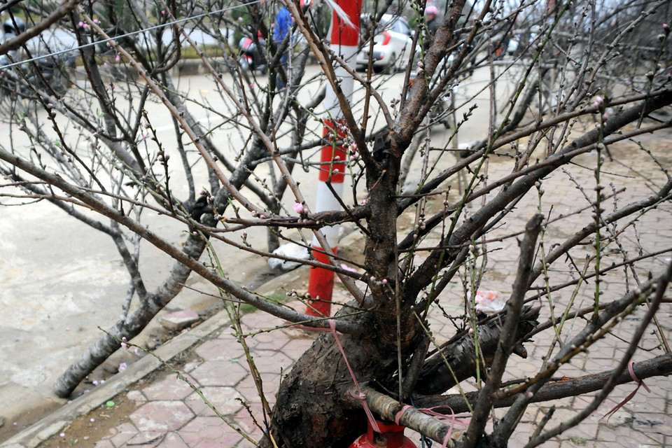 Rất nhiều người chỉ thích chơi đào rừng. (Ảnh: Nguyễn Công Hải)