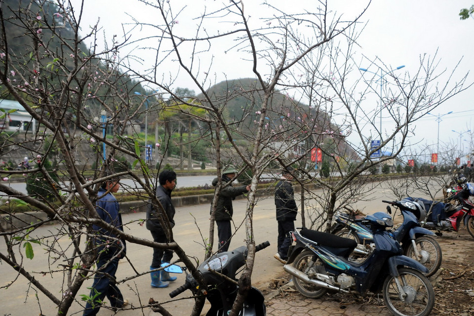 Rất nhiều người chỉ thích chơi đào rừng. (Ảnh: Nguyễn Công Hải)