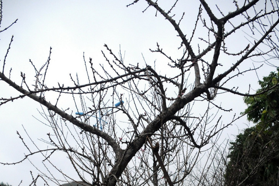 Rất nhiều người chỉ thích chơi đào rừng. (Ảnh: Nguyễn Công Hải)