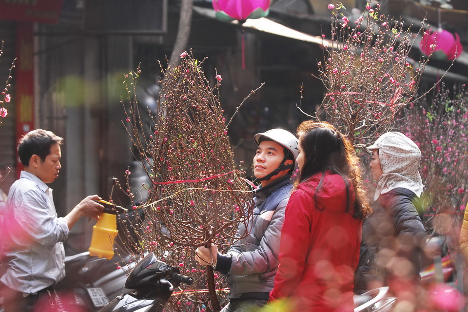 Có rất nhiều loại hoa được bày bán ở chợ hoa Hàng Lược, nhưng được ưa chuộng nhất vẫn là những cây đào, cành đào đủ kiểu, đáp ứng nhu cầu mua sắm của người dân. (Ảnh: Minh Đức/TTXVN) 