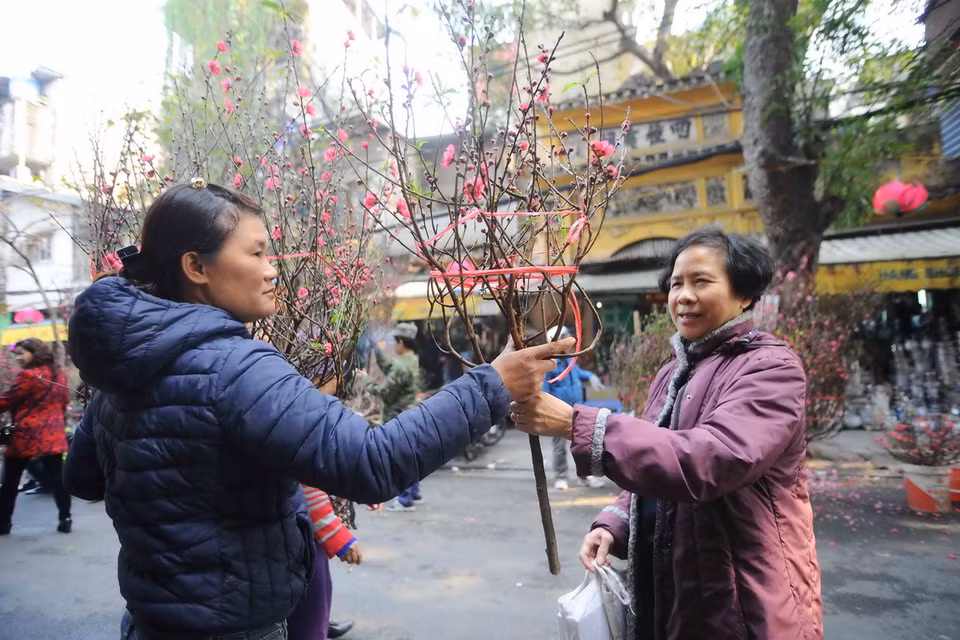 Đào cành có nhiều loại, từ loại to để cắm chơi, trang trí phòng khách rộng rãi, đến loại nhỏ phù hợp với không gian nhỏ hay để cắm trên bàn thờ. (Ảnh: Minh Đức/TTXVN) 