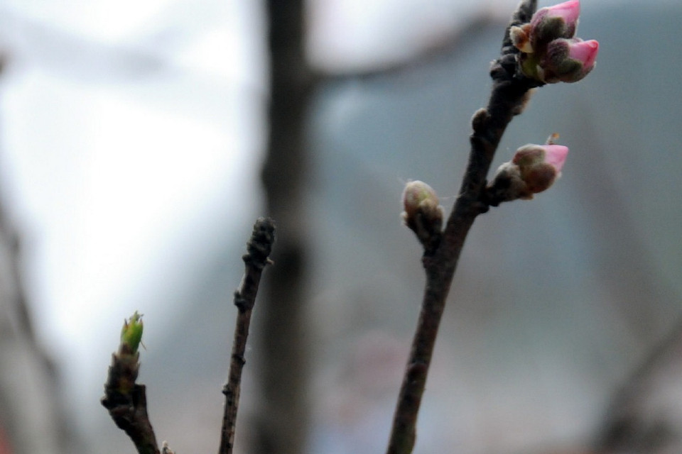 Đào rừng chúm chím căng tràn. (Ảnh: Nguyễn Công Hải)