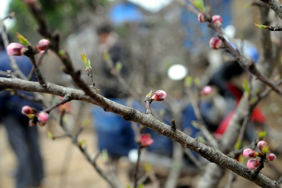 Đào rừng chúm chím căng tràn. (Ảnh: Nguyễn Công Hải)