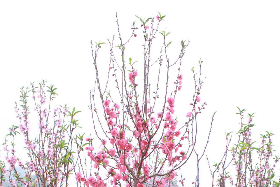 Trong vườn còn có những gốc bích đào khoe màu sắc sặc sỡ hơn. (Ảnh: Hữu Quyết/Vietnam+)