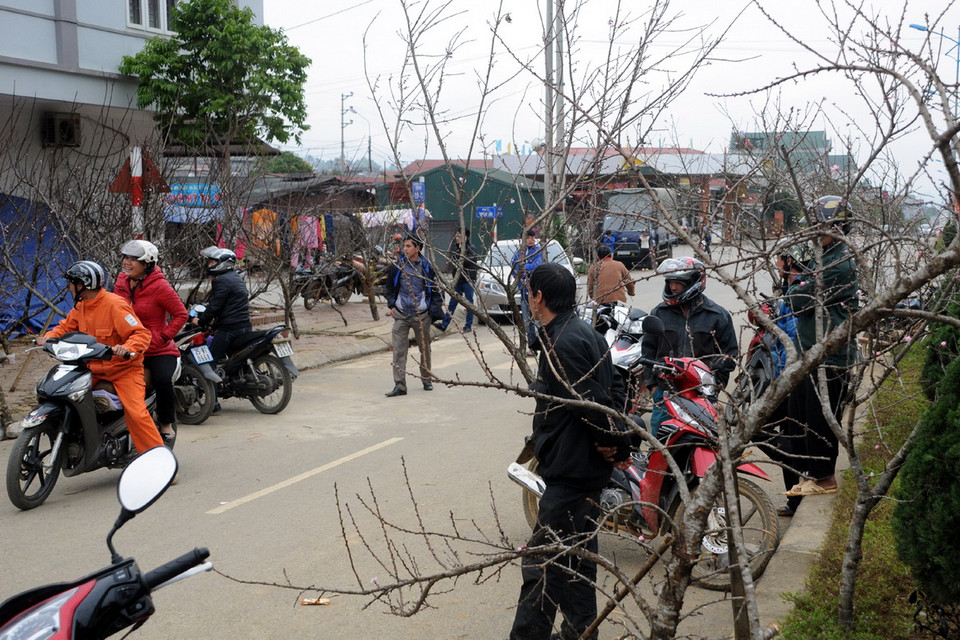 Rất nhiều người chỉ thích chơi đào rừng. (Ảnh: Nguyễn Công Hải)