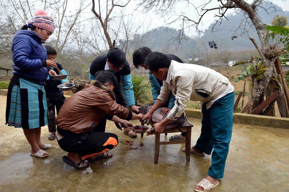 Các hộ gia đình thường thịt một con lợn để chuẩn bị cho mâm cơm chiều 30, bữa ăn đoàn viên trong gia đình. (Ảnh: Thanh Hà/TTXVN) 