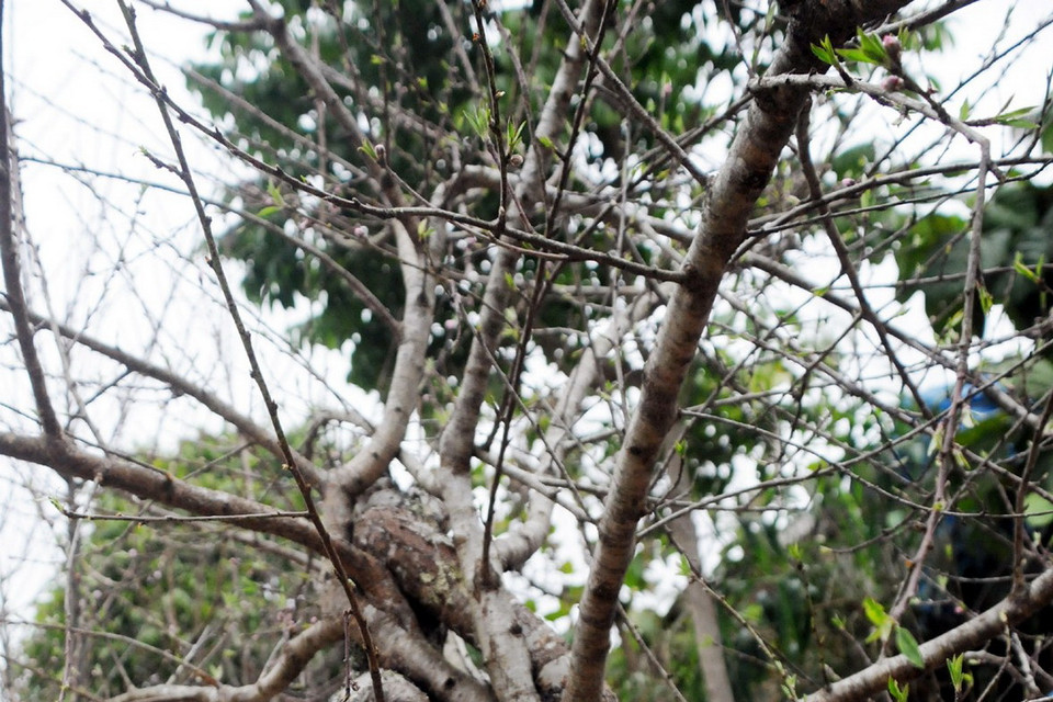 Cành đào này có giá 3,5 triệu đồng. (Ảnh: Nguyễn Công Hải)