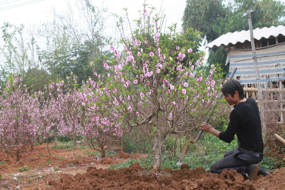 Những gốc đào đẹp đều được người chơi đến tận vườn mua. (Ảnh: Hữu Quyết/Vietnam+)