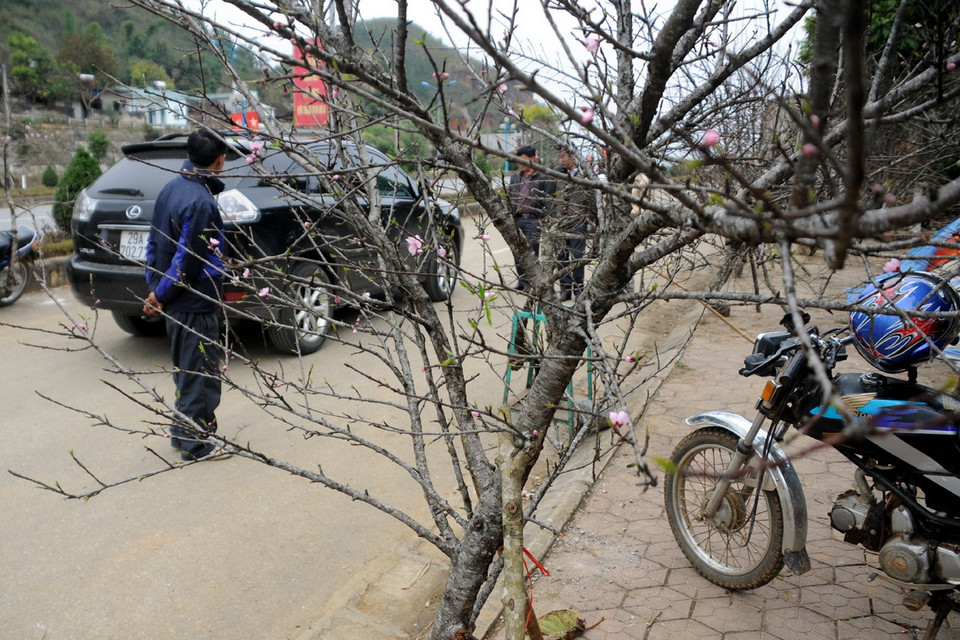 Rất nhiều người chỉ thích chơi đào rừng. (Ảnh: Nguyễn Công Hải)