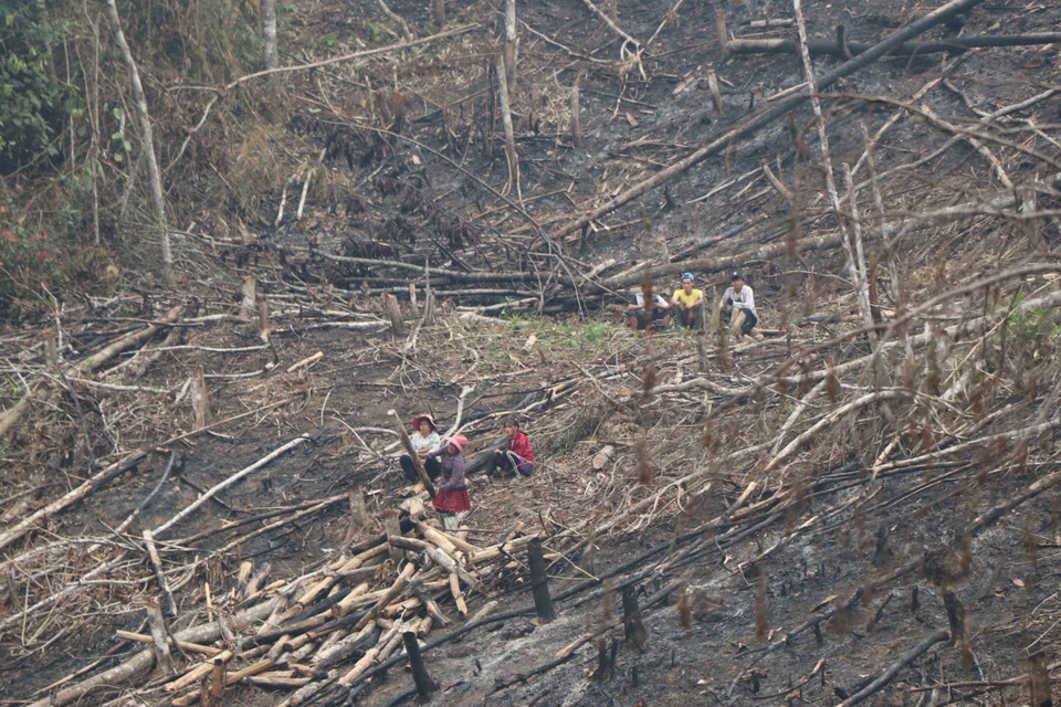 Việc thu gom, phân loại gỗ và vận xuất thân gỗ ra khỏi hiện trường còn có sự tham gia của lực lượng lao động nữ. (Ảnh: Xuân Tiến/TTXVN)