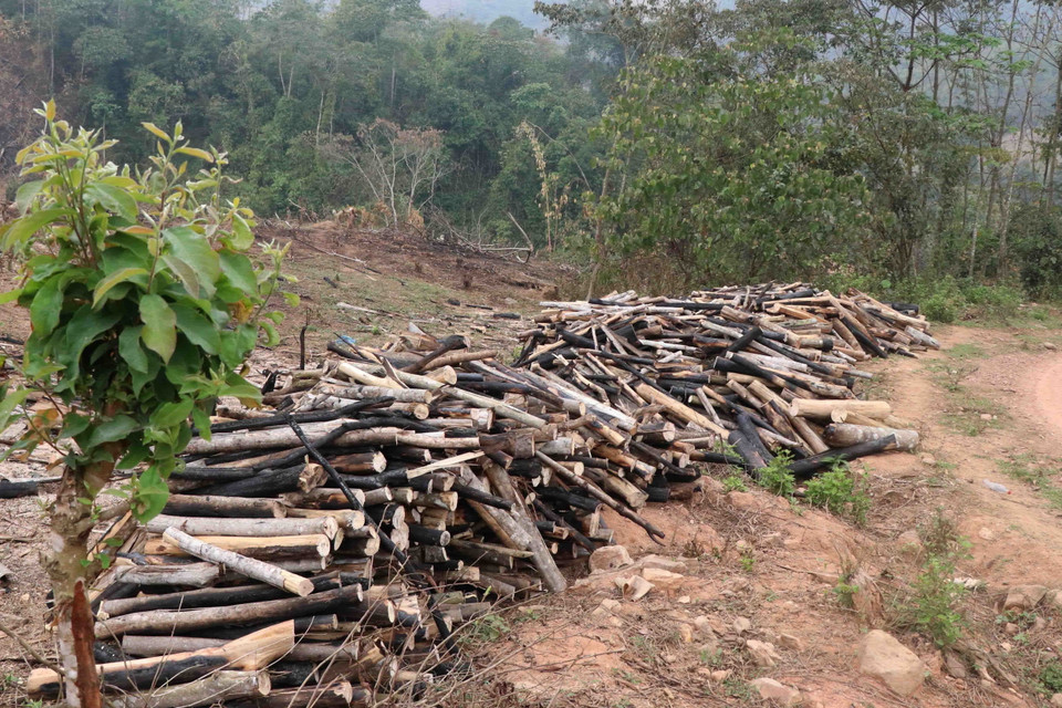 ''Máu'' rừng nằm la liệt trên con đường nối địa bàn xã Nà Hỳ và Nậm Chua (huyện Nậm Pồ, tỉnh Điện Biên). (Ảnh: Xuân Tiến/TTXVN