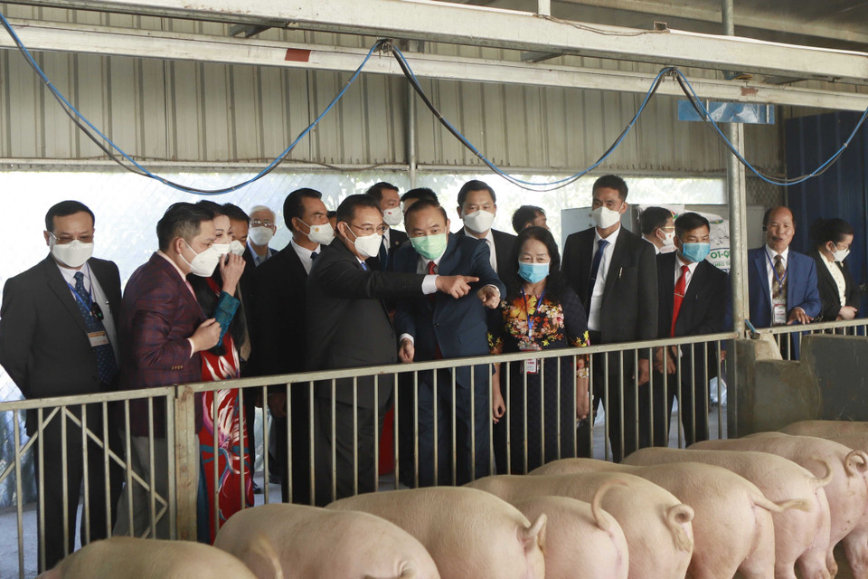 Đoàn đại biểu cấp cao Quốc hội Lào tham quan Mô hình chăn nuôi Lợn an toàn sinh học tại Tập đoàn Quế Lâm. (Ảnh: Hoàng Hùng/TTXVN)