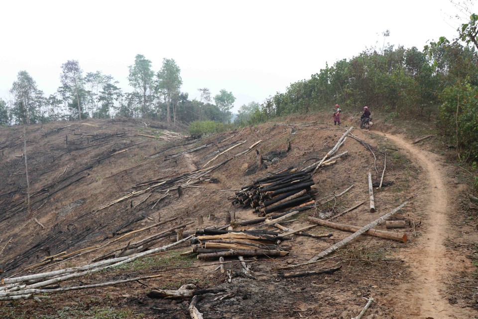 Rừng tái sinh có độ tuổi nhiều năm ở vị trí triền đồi và vùng ''yên ngựa'' trên địa bàn huyện Nậm Pồ (tỉnh Điện Biên) bị triệt hạ không thương tiếc. (Ảnh: Xuân Tiến/TTXVN)
