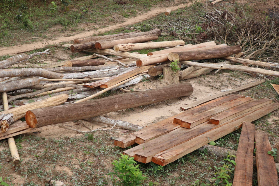 Thực trạng rừng bị chặt phá, đốt thường diễn ra vào khoảng thời gian từ tháng 11 năm trước đến tháng 4 năm sau. Trong ảnh: Những thân cây gỗ to được dân cưa xẻ làm gỗ thành phẩm vuông thành sắc cạnh. (Ảnh: Xuân Tiến/TTXVN)