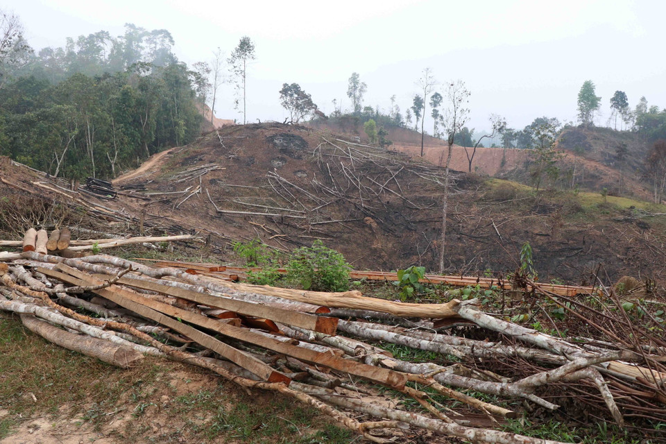 Nậm Pồ là huyện biên giới của tỉnh Điện Biên, có gần 150.000 ha diện tích tự nhiên, trong đó diện tích có rừng hơn 63.000ha với tỷ lệ che phủ đạt hơn 42%. Trong ảnh: Nhiều thưng ván và vô số cây gỗ nằm la liệt trên diện tích rộng lớn. (Ảnh: Xuân Tiến/TTXVN)