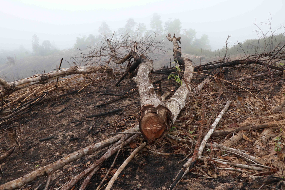 Rừng tái sinh có độ tuổi từ 7 đến 8 năm tuổi địa phận giáp ranh giữa bản Huổi Sang (xã Nà Hỳ) và bản Nậm Ngà (xã Nậm Chua) bị người dân chặt hạ, đốt để lấy đất làm nương rẫy. (Ảnh: Xuân Tiến/TTXVN)
